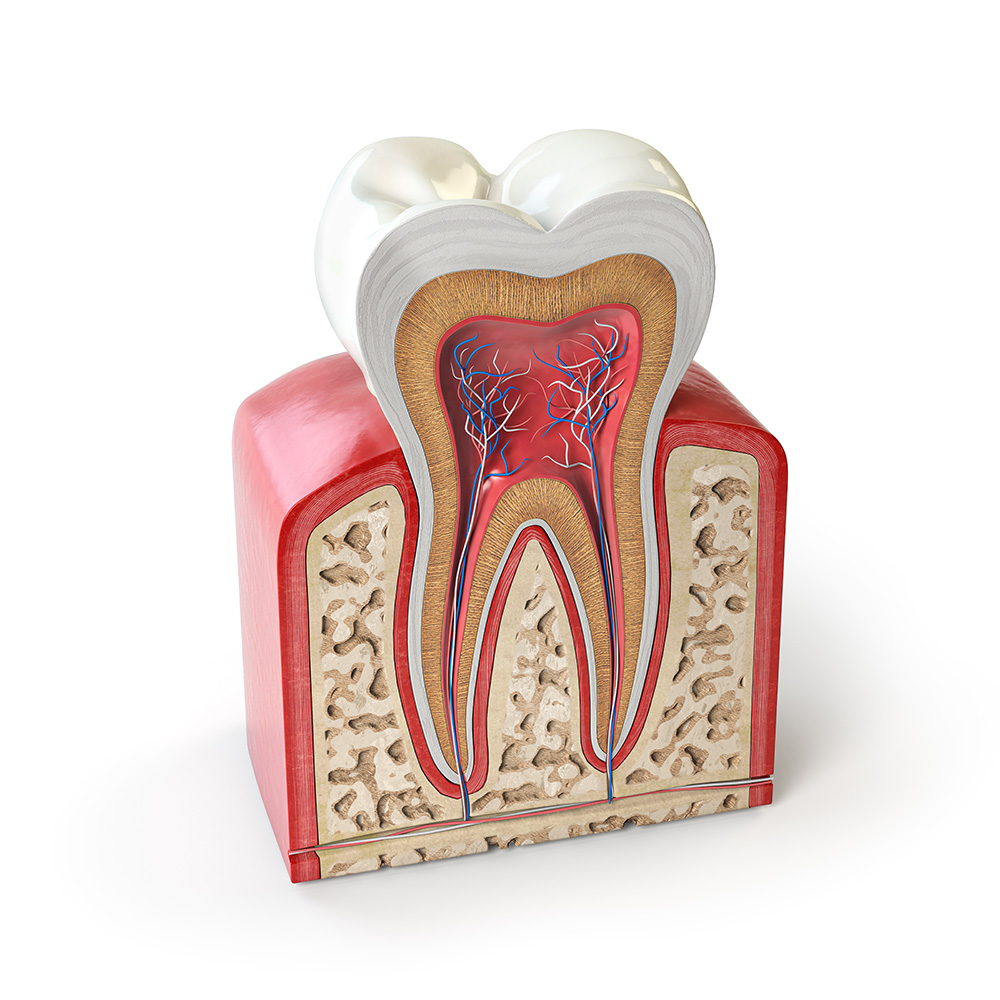 dental tooth anatomy cross section of human tooth 524MHAR